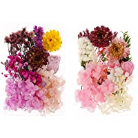 QINREN Flores secas auténticas prensadas naturales- flores secas mezcladas- flores secas para dejar flores artificiales…
